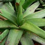 Gasteria trigona